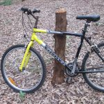 Bicycle resting on a tree trump.