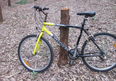 Bicycle resting on a tree trump.