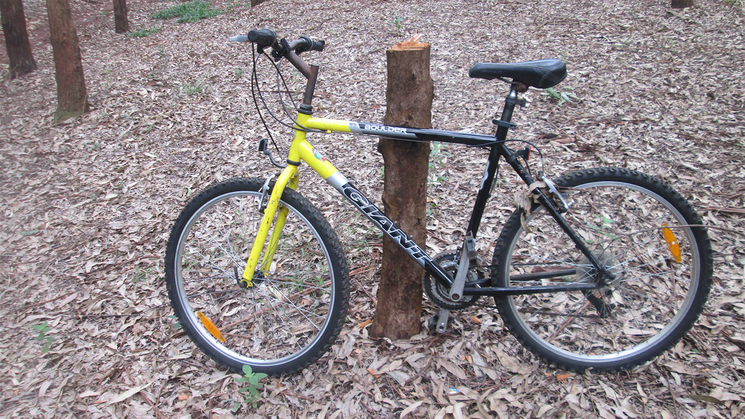 Bicycle resting on a tree trump.