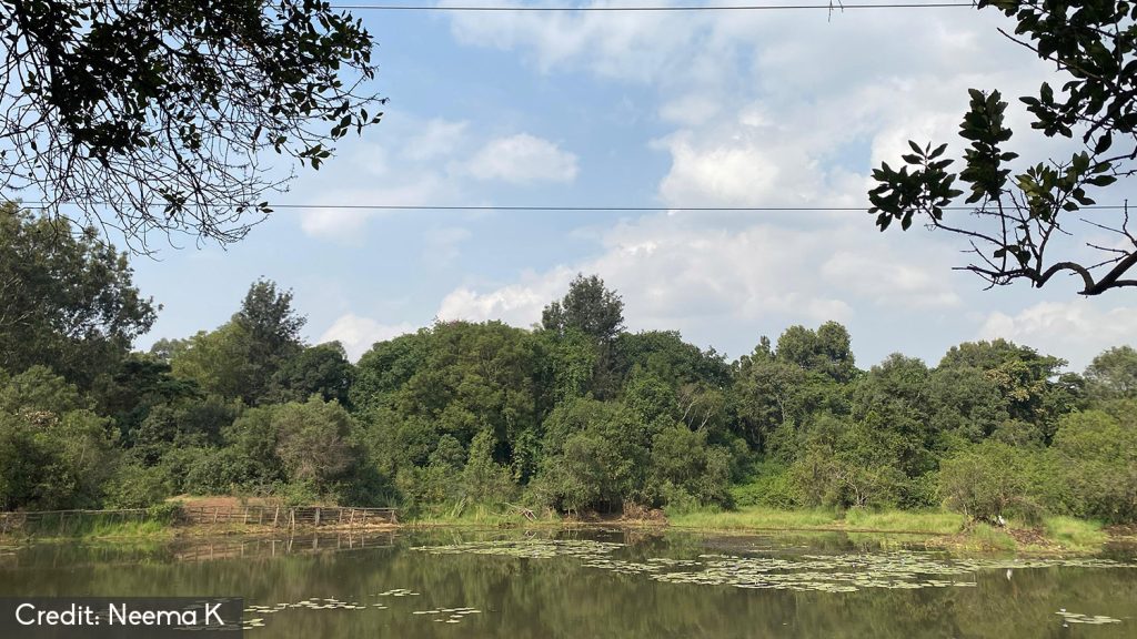 Lily Lake - Karura