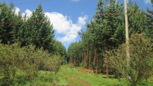 A Forest - Hiking in Uplands. Limuru
