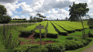 mutosi - Hiking in Uplands. Limuru