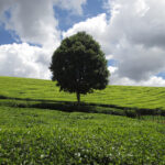 out and about hiking in uplands limuru