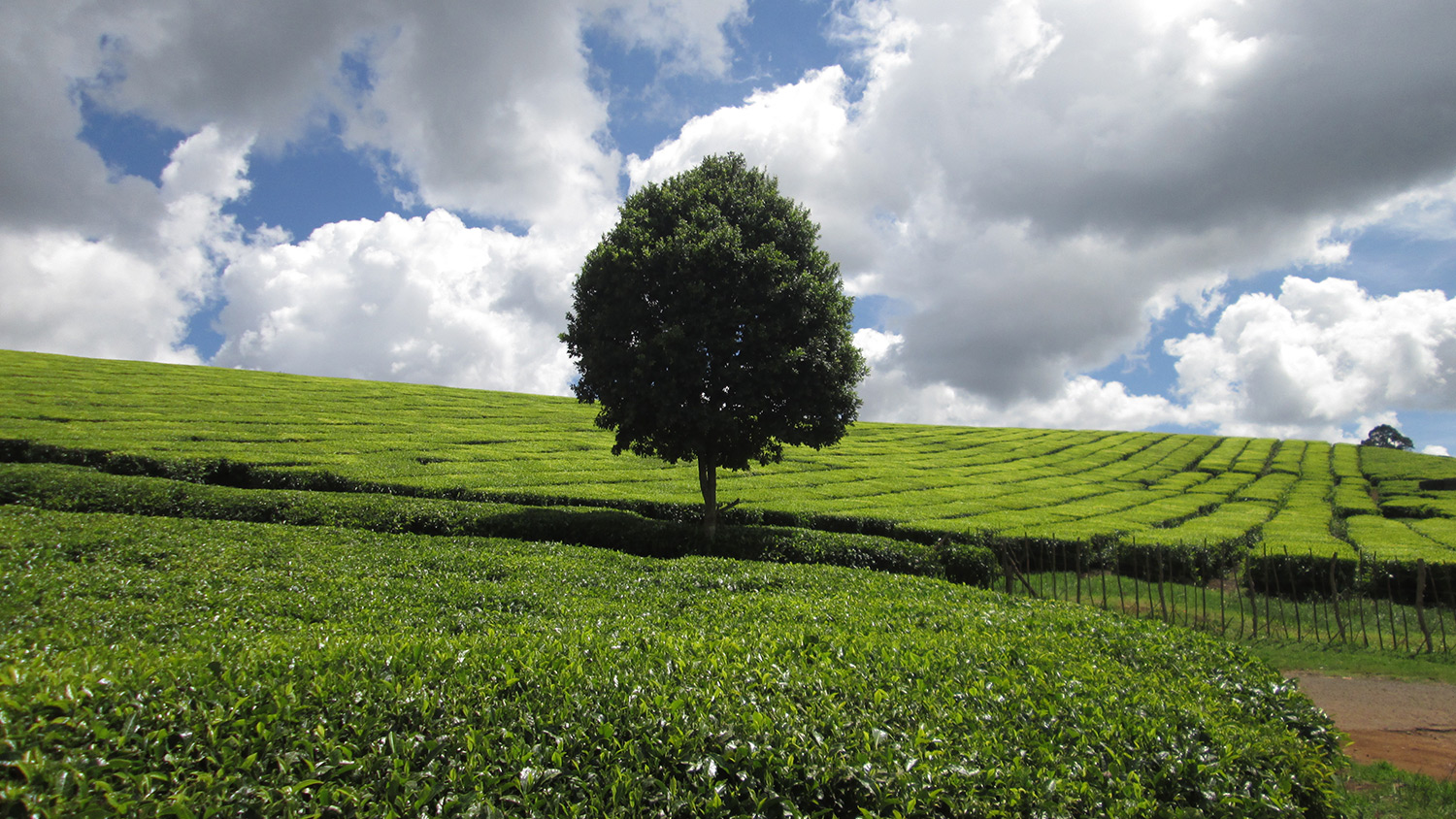 out and about hiking in uplands limuru