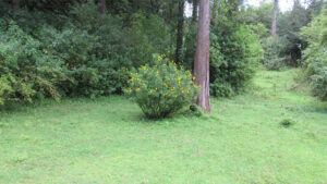 Hiking in Uplands. Limuru